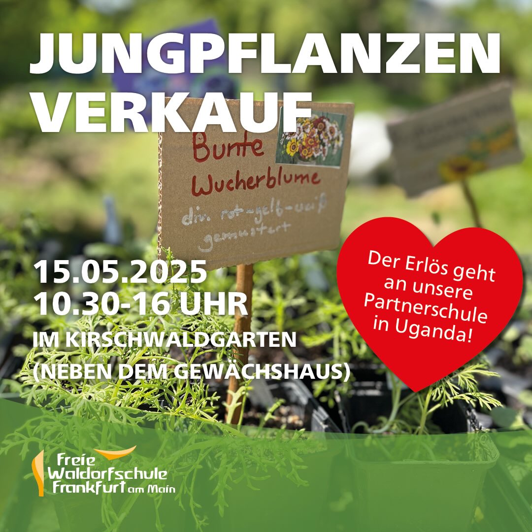 🌱 Jungpflanzenverkauf im Schulgarten 🌱
Am Mittwoch, den 13.05.2026, findet von 10:30 bis 16:00 Uhr wieder unser jährlicher Jungpflanzenverkauf im Kirschwaldgarten statt.
Unsere Schüler:innen ziehen aktuell mit viel Einsatz Sommerblumen sowie Kräuter- und Gemüsejungpflanzen groß – natürlich mit torffreier Pflanzerde und Bio-Saatgut. 🌿
Der gesamte Erlös geht auch in diesem Jahr an unsere Partnerschule in Uganda: @kaggwa_uganda ❤️
Wir freuen uns auf viele Besucher:innen, gute Gespräche und hoffentlich sonniges Frühlingswetter ☀️
#Schulgarten #Waldorfschule #jungpflanzenverkauf