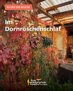 Zum Ferienende ist es noch ganz still im Schulgarten. Bald kommt mit euch wieder Leben in die Schule😊.
Wir freuen uns auf Eure Rückkehr und wünschen euch ein tolles letztes Ferienwochenende!
#waldorfschulefrankfurt #bilderderwoche #schulgarten